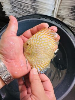Yellow Eagles 7/8cm BO