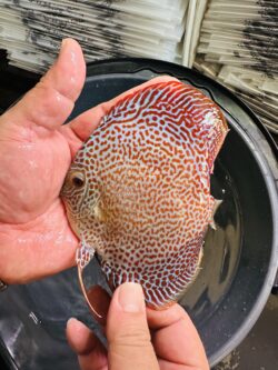 Eruption 8/9cm BO
