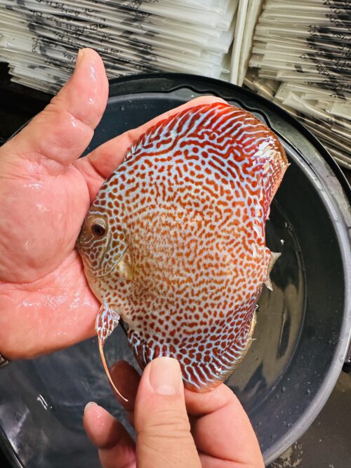 Eruption 8/9cm BO