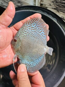Blue Snakeskin 8/9cm BO
