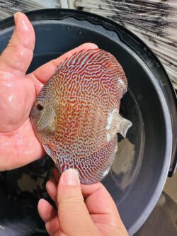 Red Scarlett snakeskin 8/9cm BO
