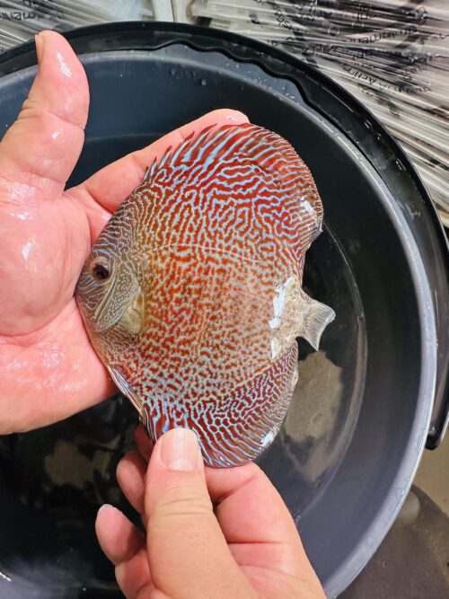 Red Scarlett snakeskin 8/9cm BO
