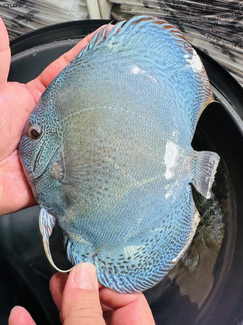 Blue Snakeskin 13/14cm BO - Image 6