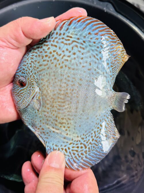 Blue Snakeskin 13/14cm BO - Image 5