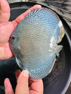 Blue Snakeskin 13/14cm BO