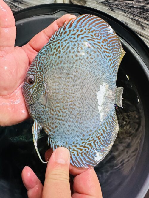 Blue Snakeskin 13/14cm BO - Image 3