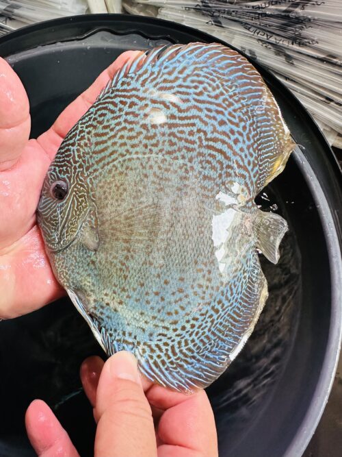 Blue Snakeskin 13/14cm BO - Image 2