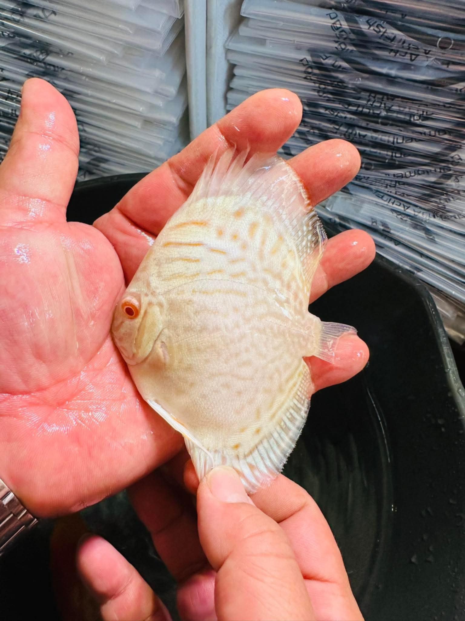 Albino White Butterfly 7/8cm BO