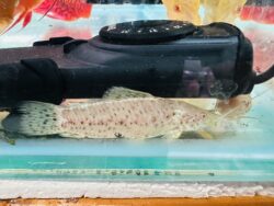 Albino Hoplo Catfish (6/7cm)