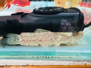 Albino Hoplo Catfish (6/7cm)