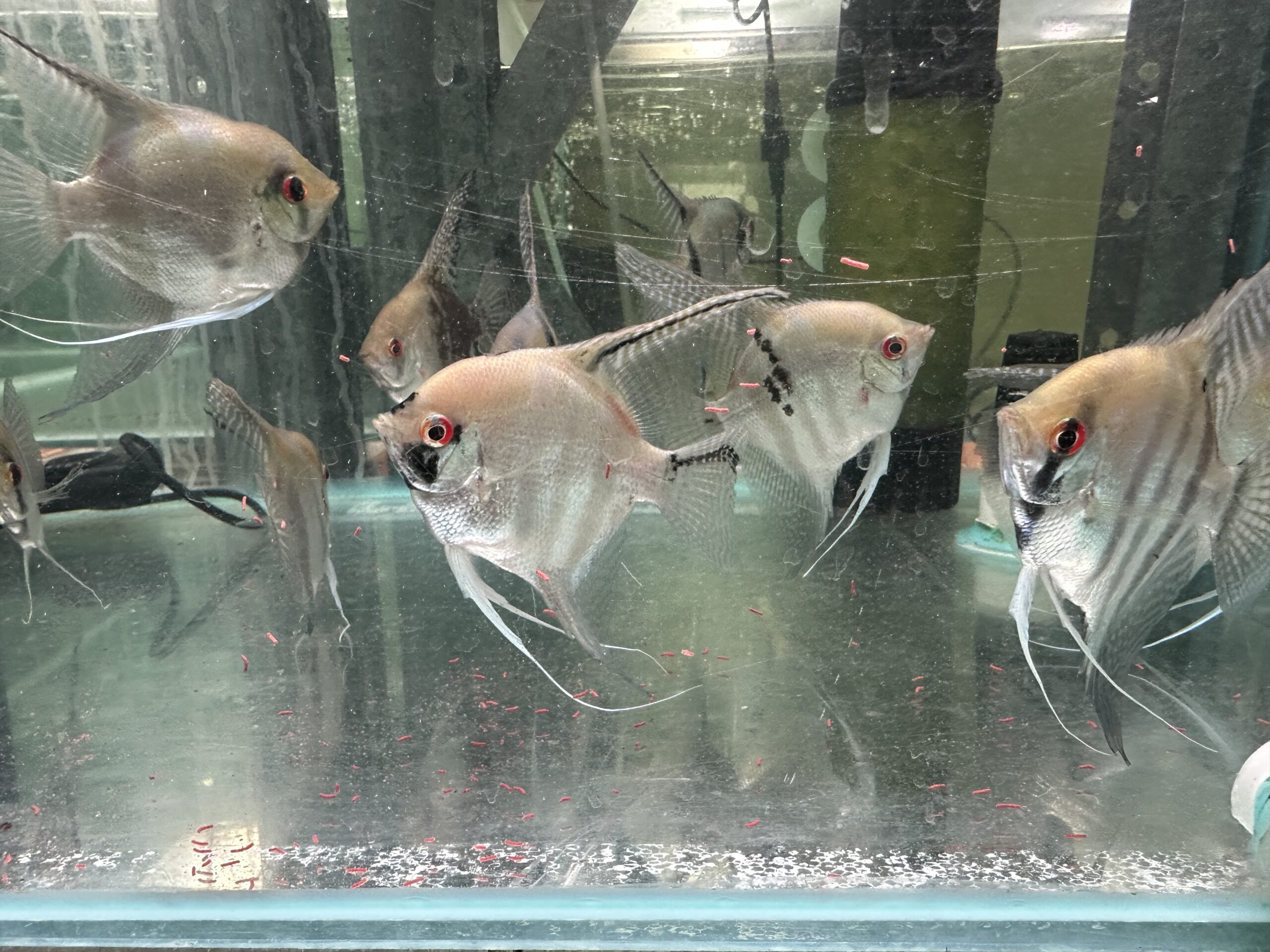 XL Assorted Angels 14cm tall. 8/9cm head to tail - Image 3