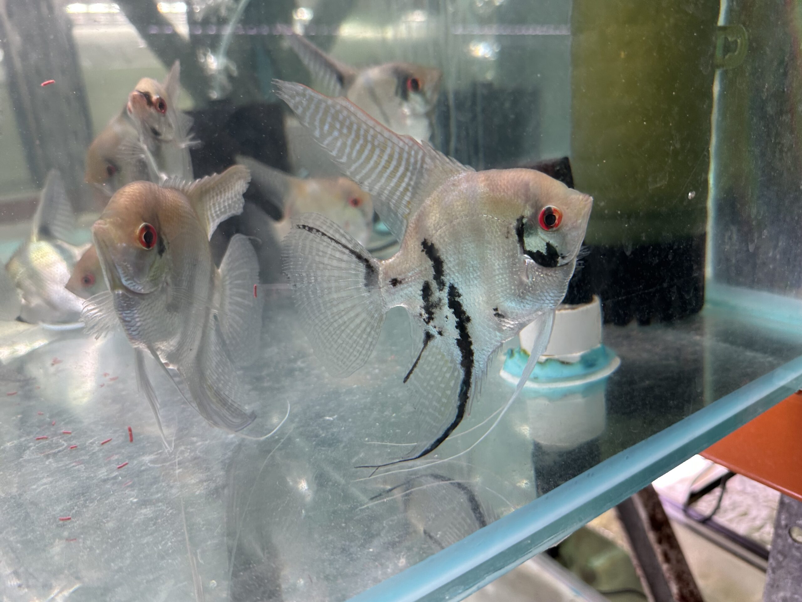 XL Assorted Angels 14cm tall. 8/9cm head to tail