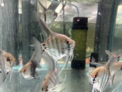 XL Amapa Angels 14cm tall. 8/9cm head to tail