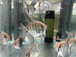 XL Amapa Angels 14cm tall. 8/9cm head to tail