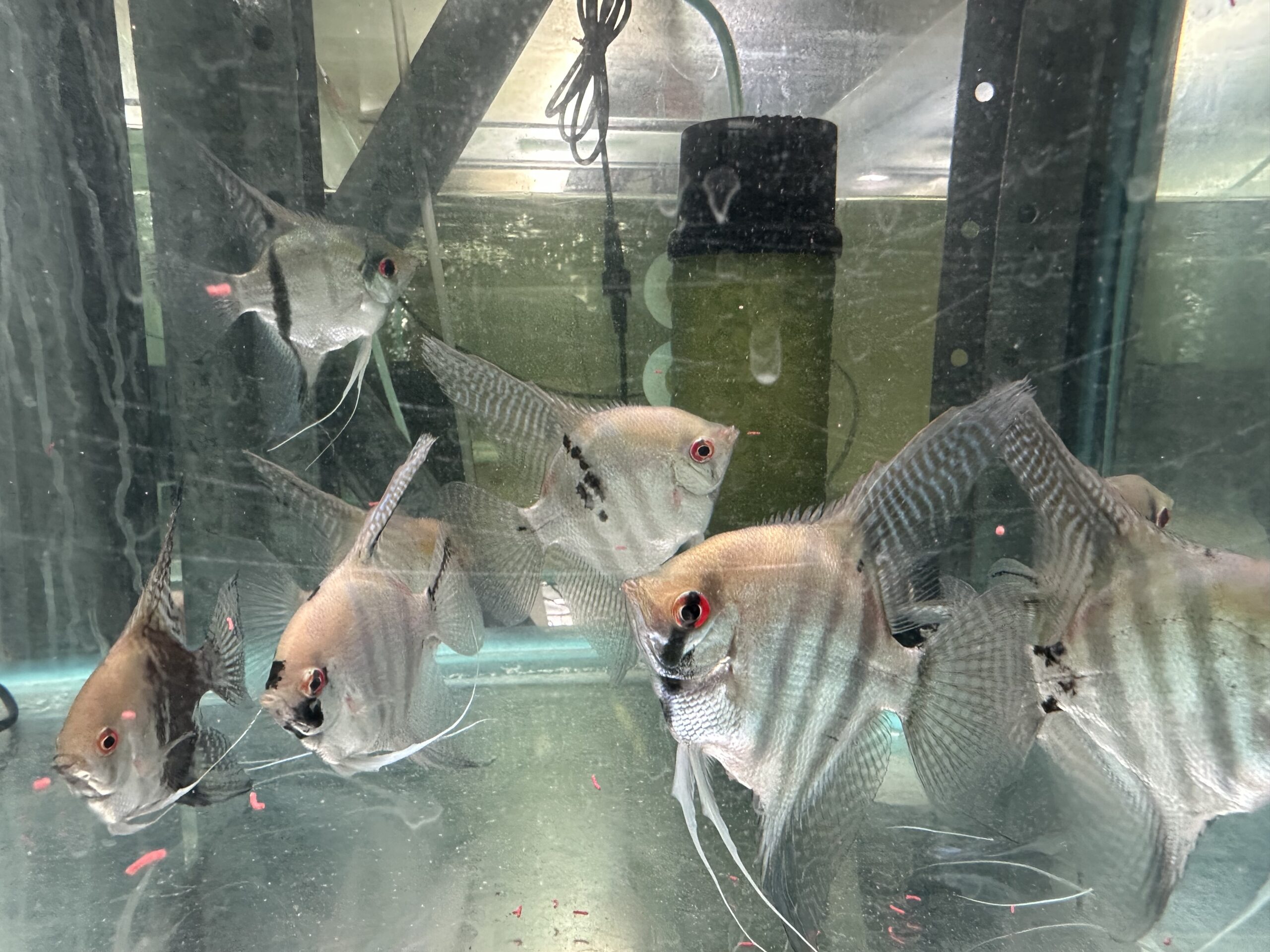 XL Assorted Angels 14cm tall. 8/9cm head to tail - Image 4