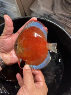 Blue Rimmed San Merah 12/13cm BO