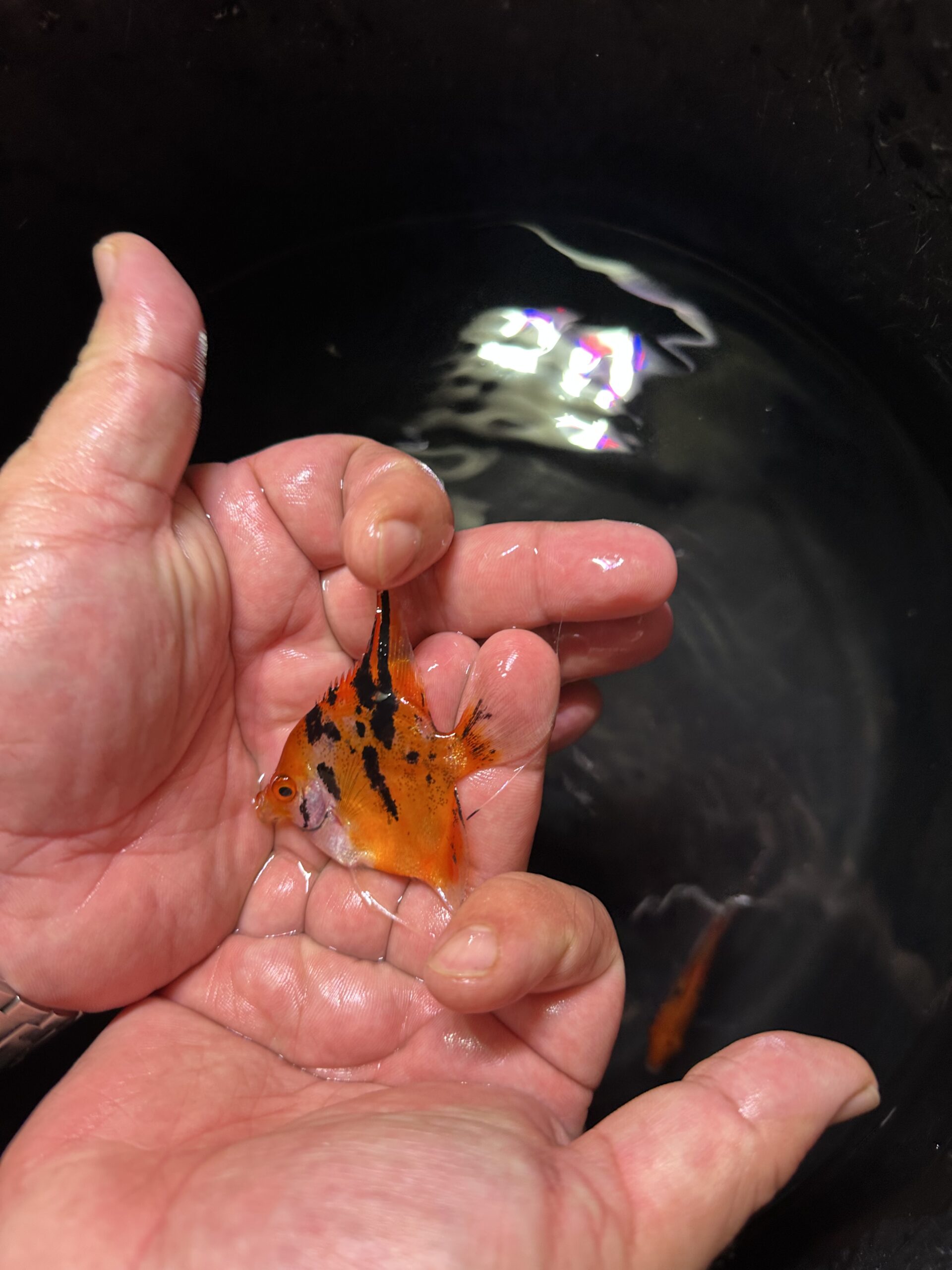 Red Devil Angels 5cm. 8/9cm tall - Image 4