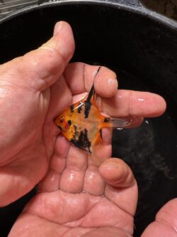 Red Devil Angels 5cm. 8/9cm tall