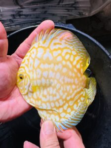 Yellow Eagles 12/13cm BO