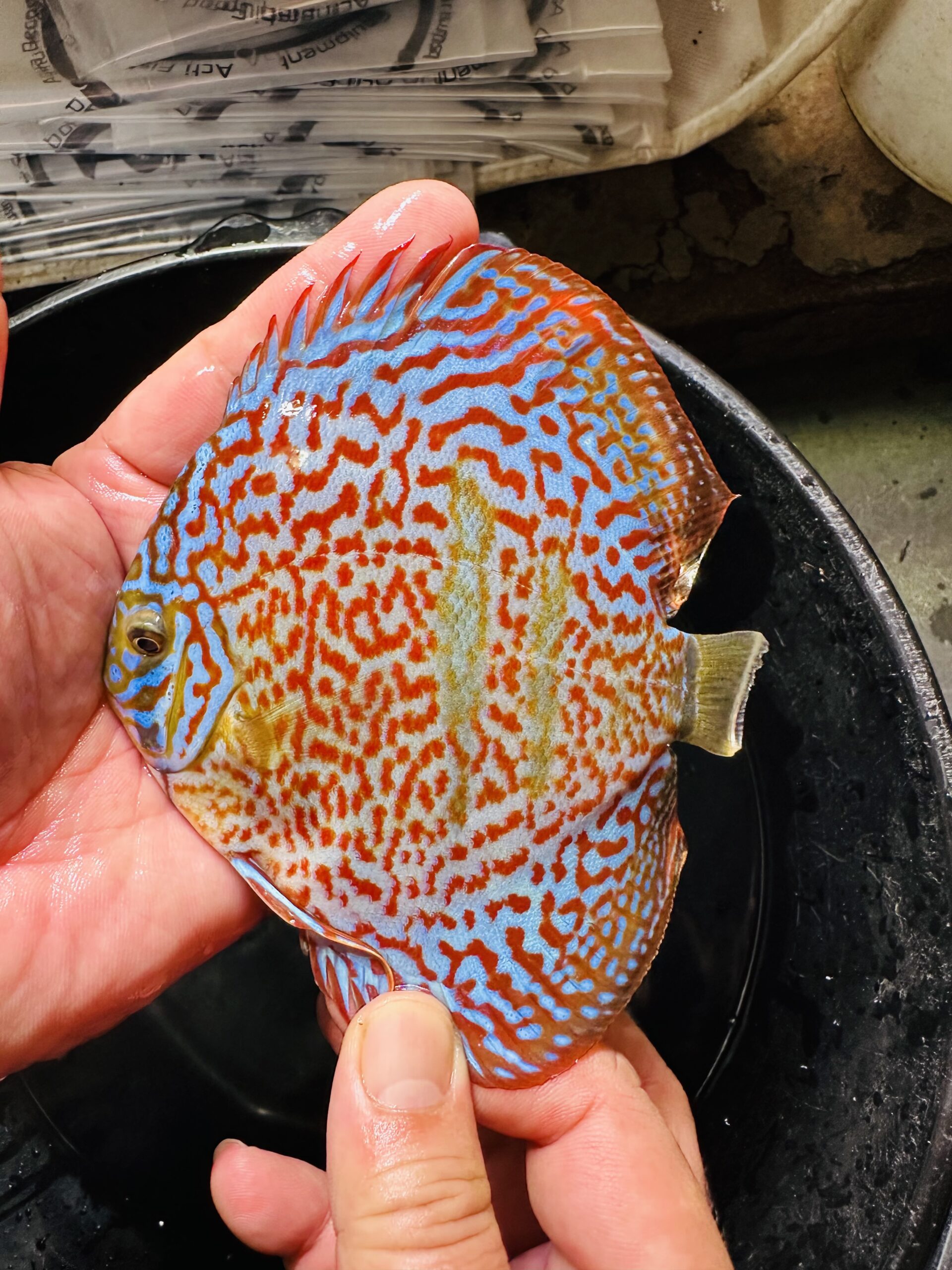 Heckel X Red 10/11cm BO - Image 13