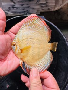 Wild X Cuipera 10/11cm BO