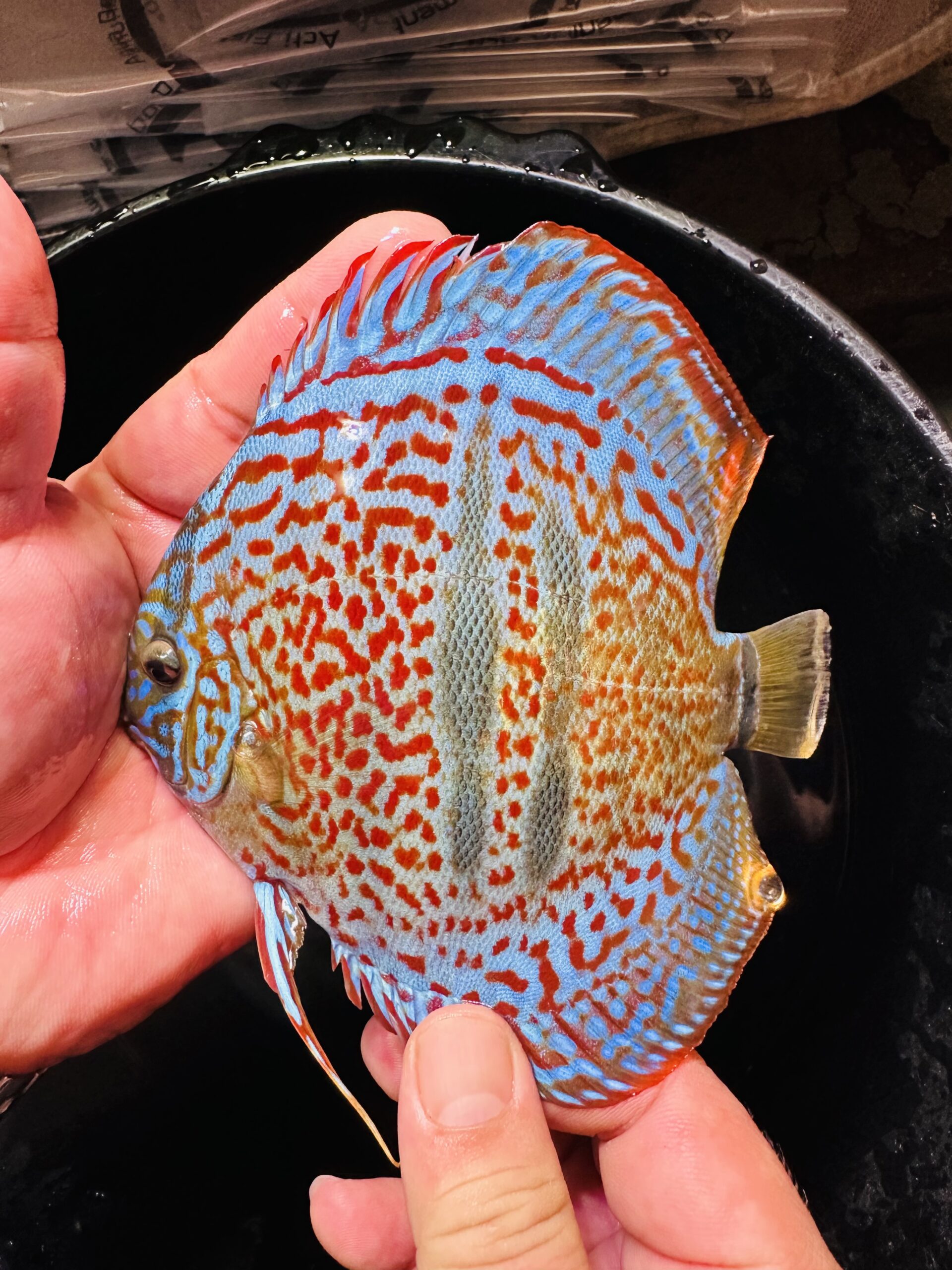 Heckel X Red 10/11cm BO - Image 11