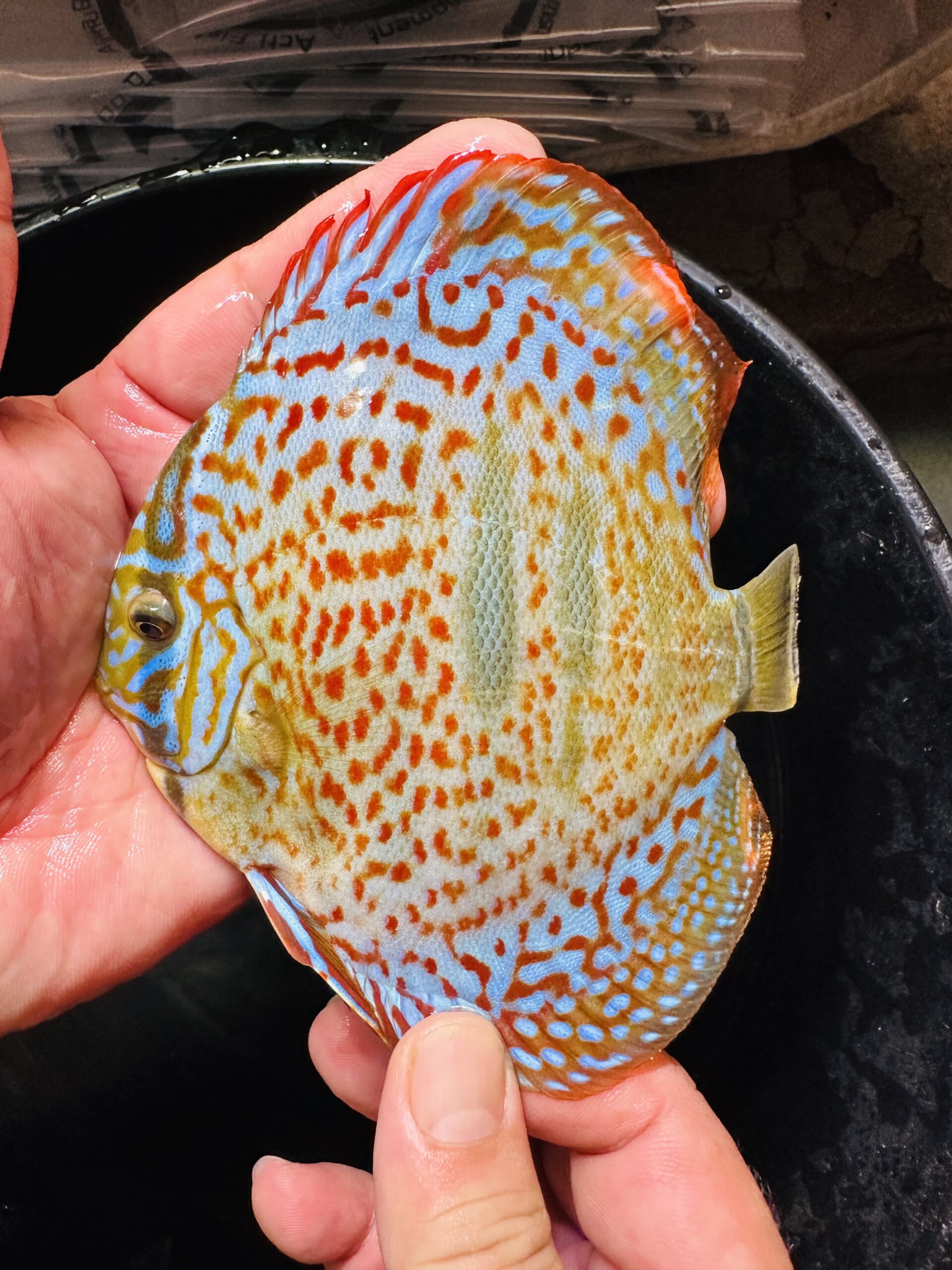 Heckel X Red 10/11cm BO - Image 12