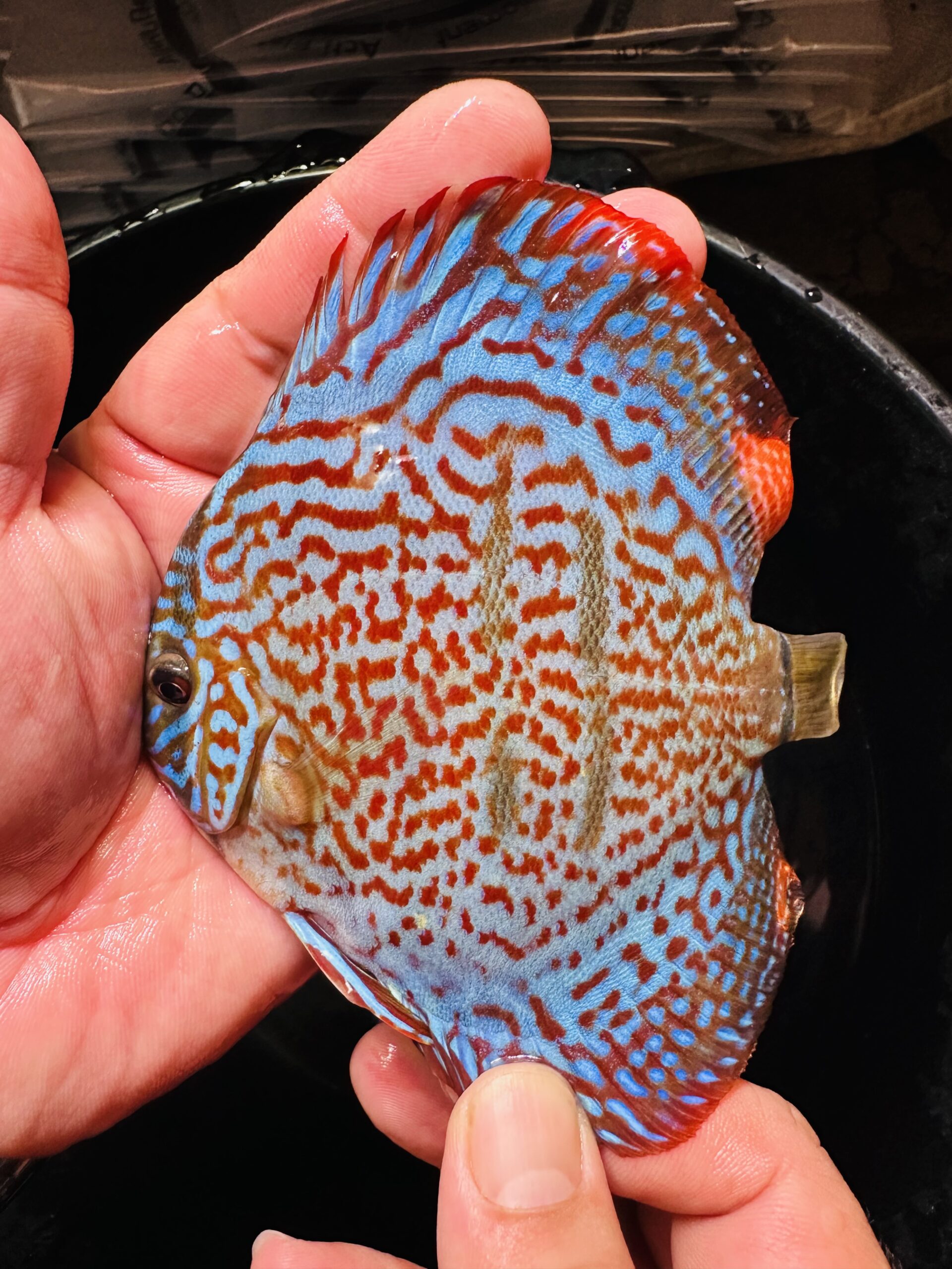 Heckel X Red 10/11cm BO - Image 10