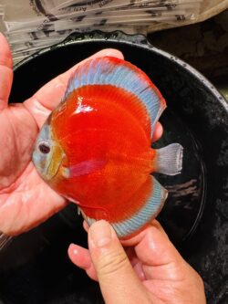 Blue Rimmed San Merah 10/11cm BO