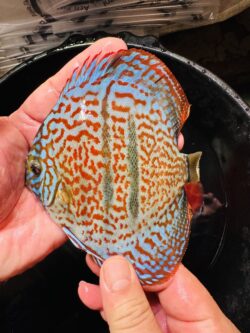 Heckel X Red 10/11cm BO