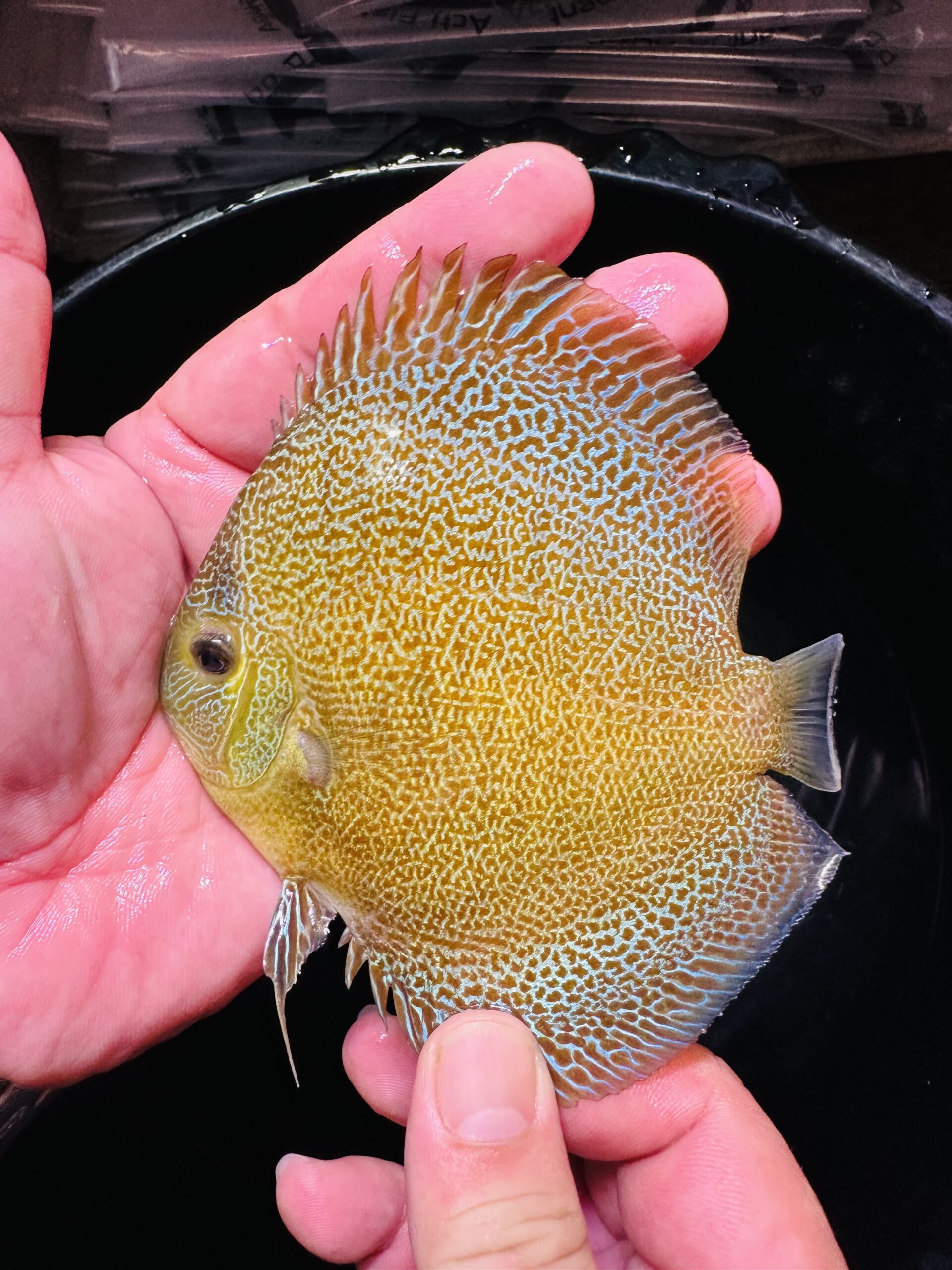 Blue Super Panthera 8/9cm BO - Image 4