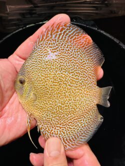 Super Panthera 9/10cm BO