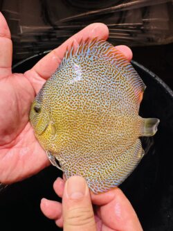 Blue Super Panthera 8/9cm BO