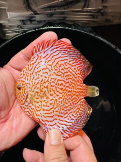 Golden King Viper 8/9cm BO