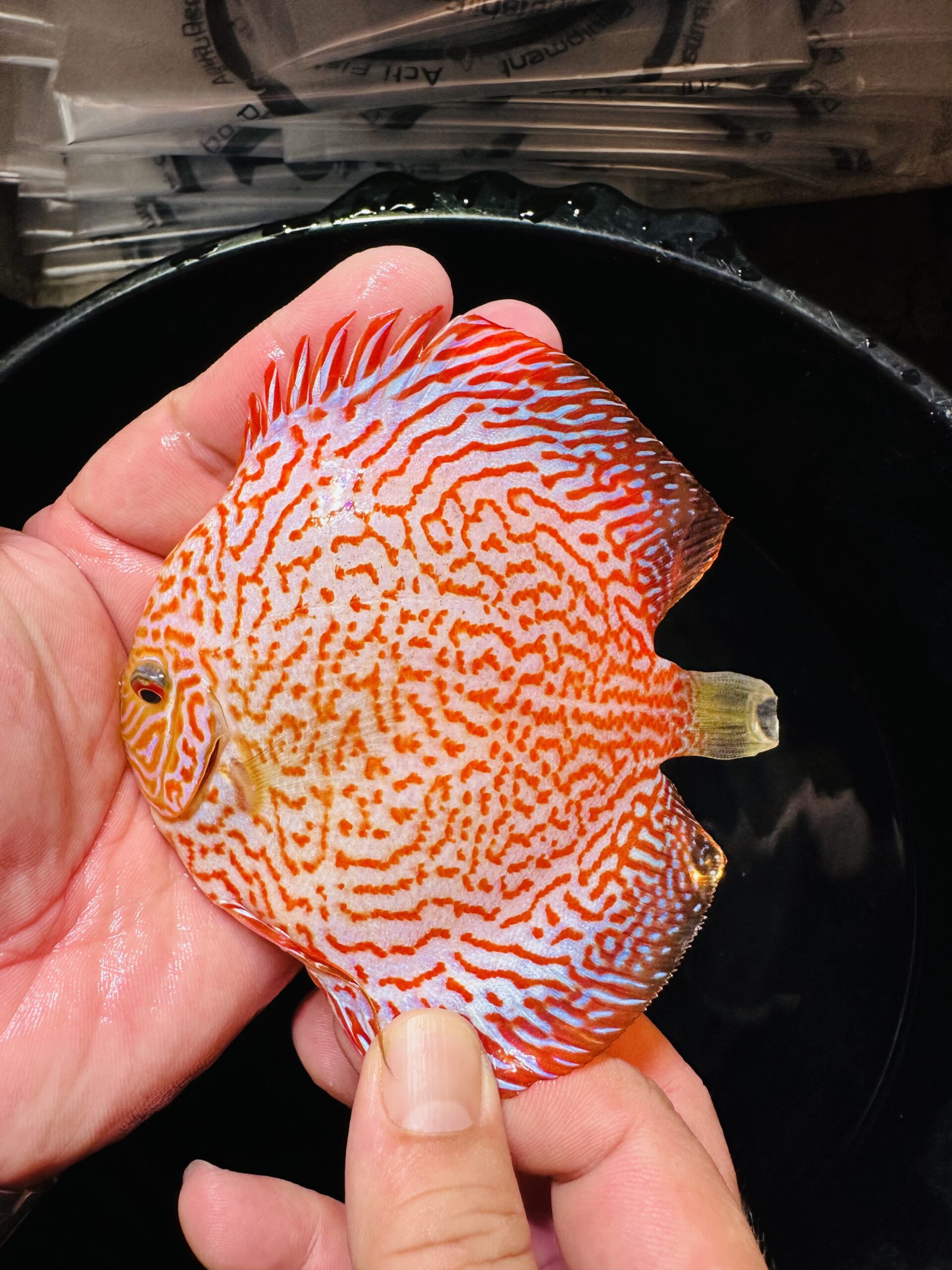 Golden King Viper 8/9cm BO