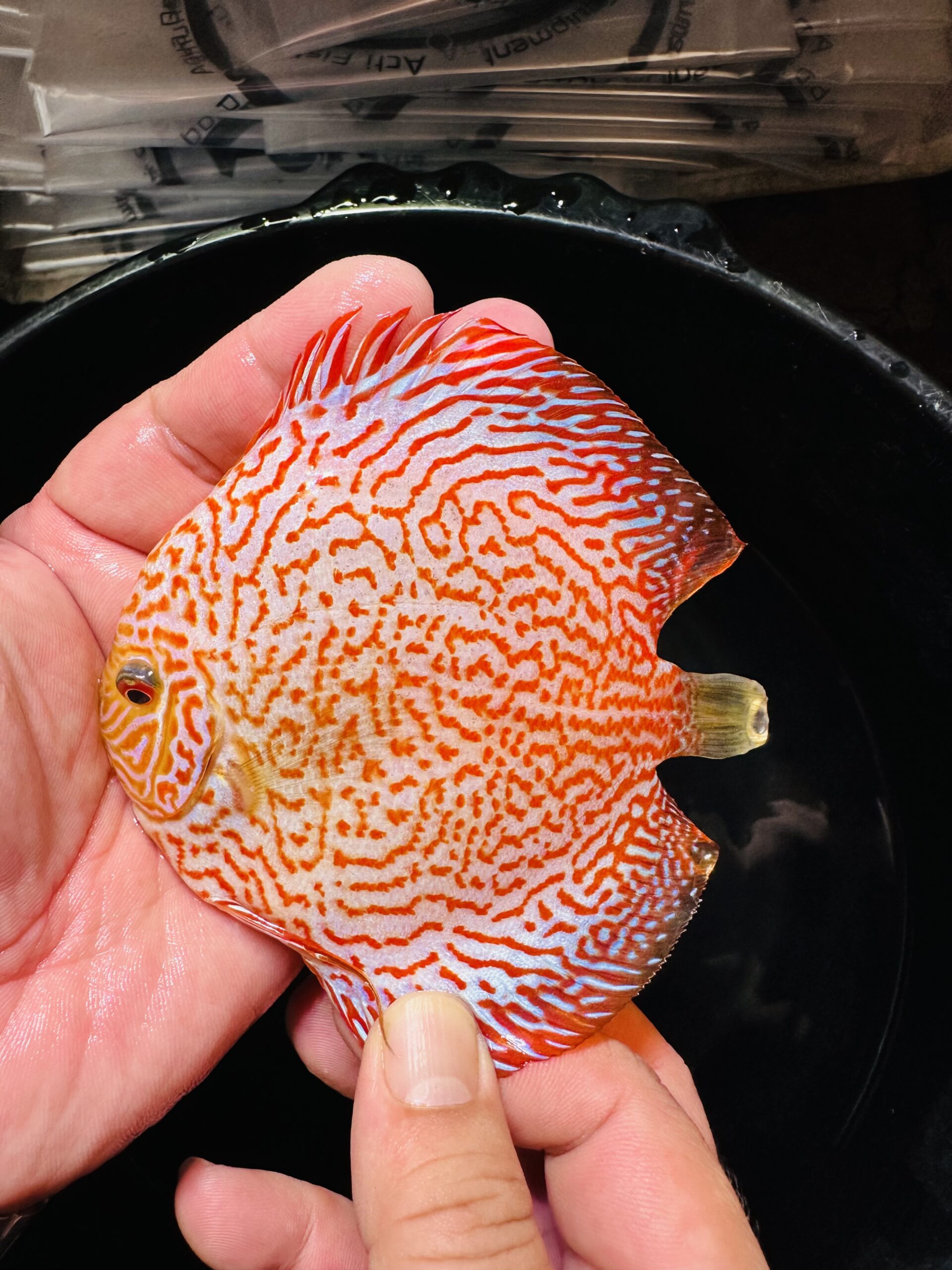 Golden King Viper 8/9cm BO - Image 5