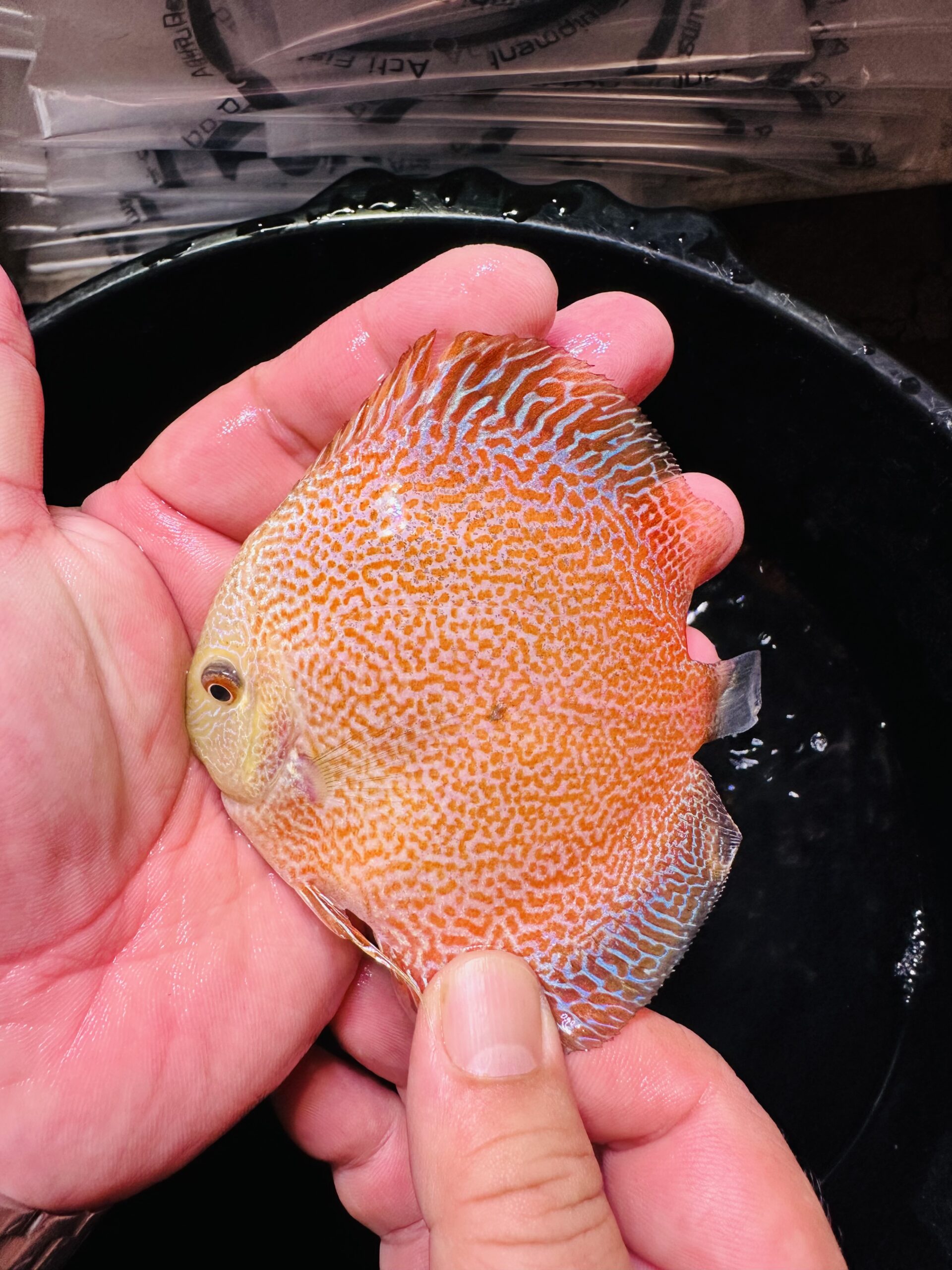 Golden King Viper 8/9cm BO - Image 6