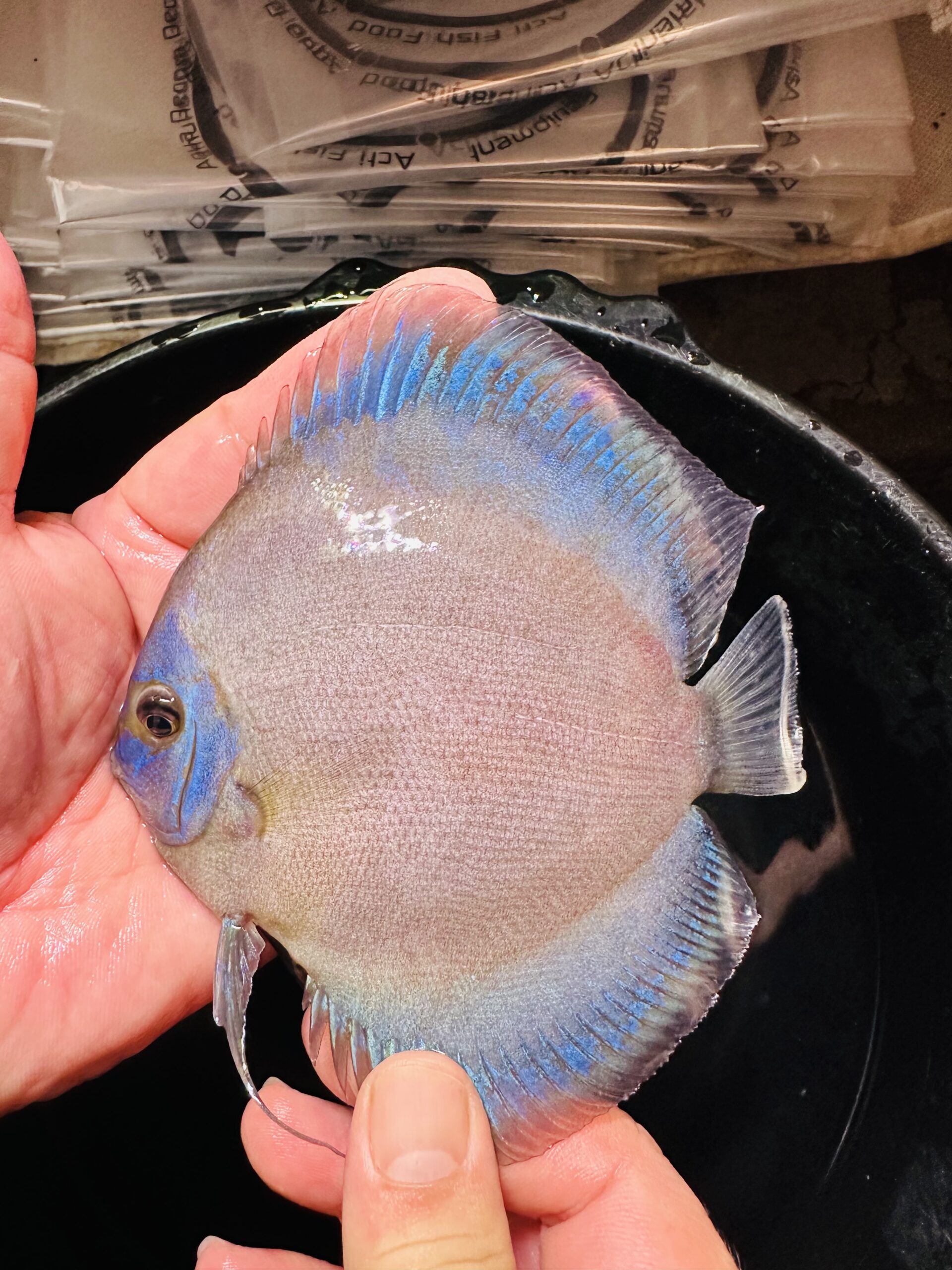 Blue Phantom 10/11cm BO