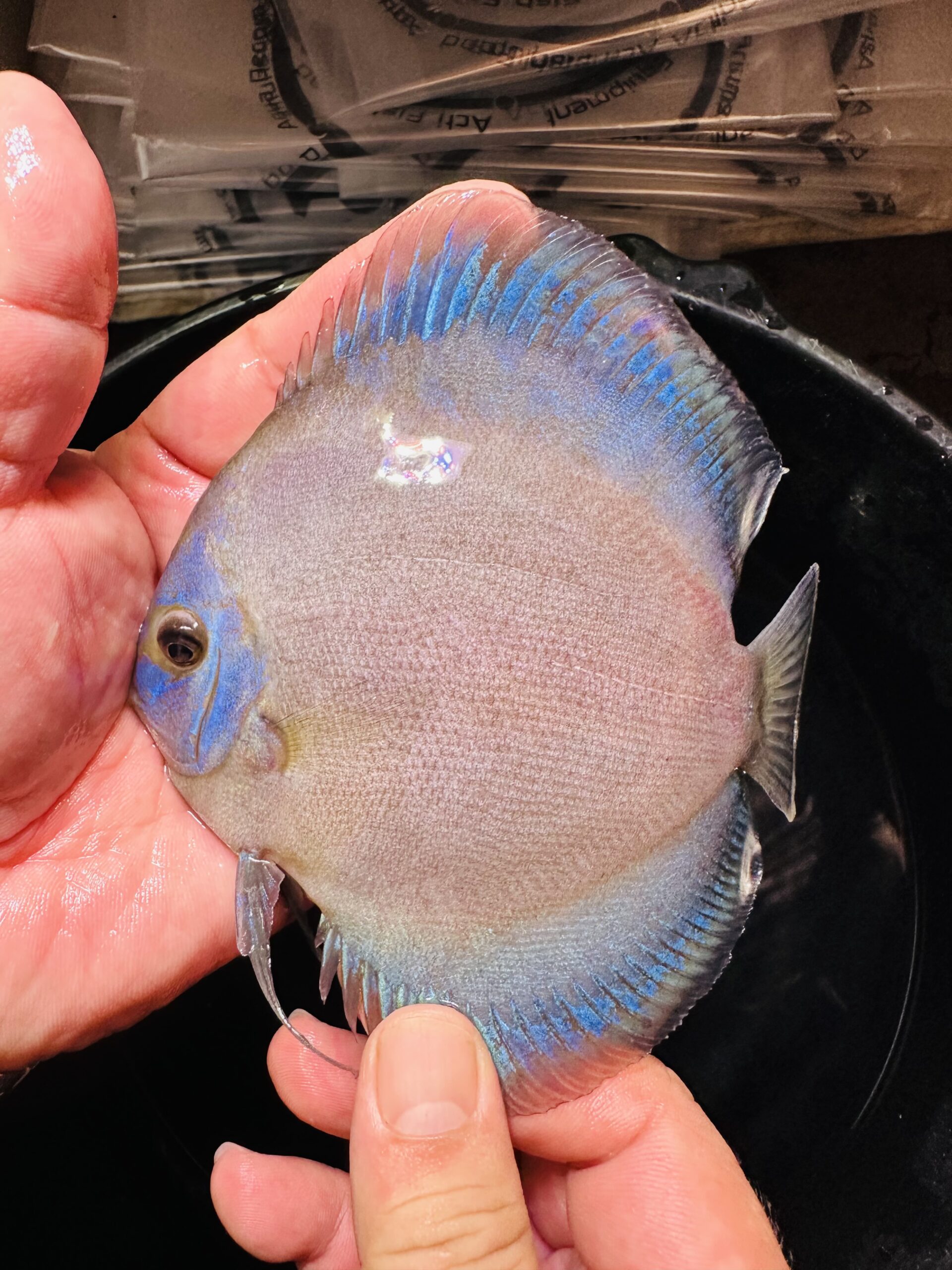 Blue Phantom 10/11cm BO - Image 2