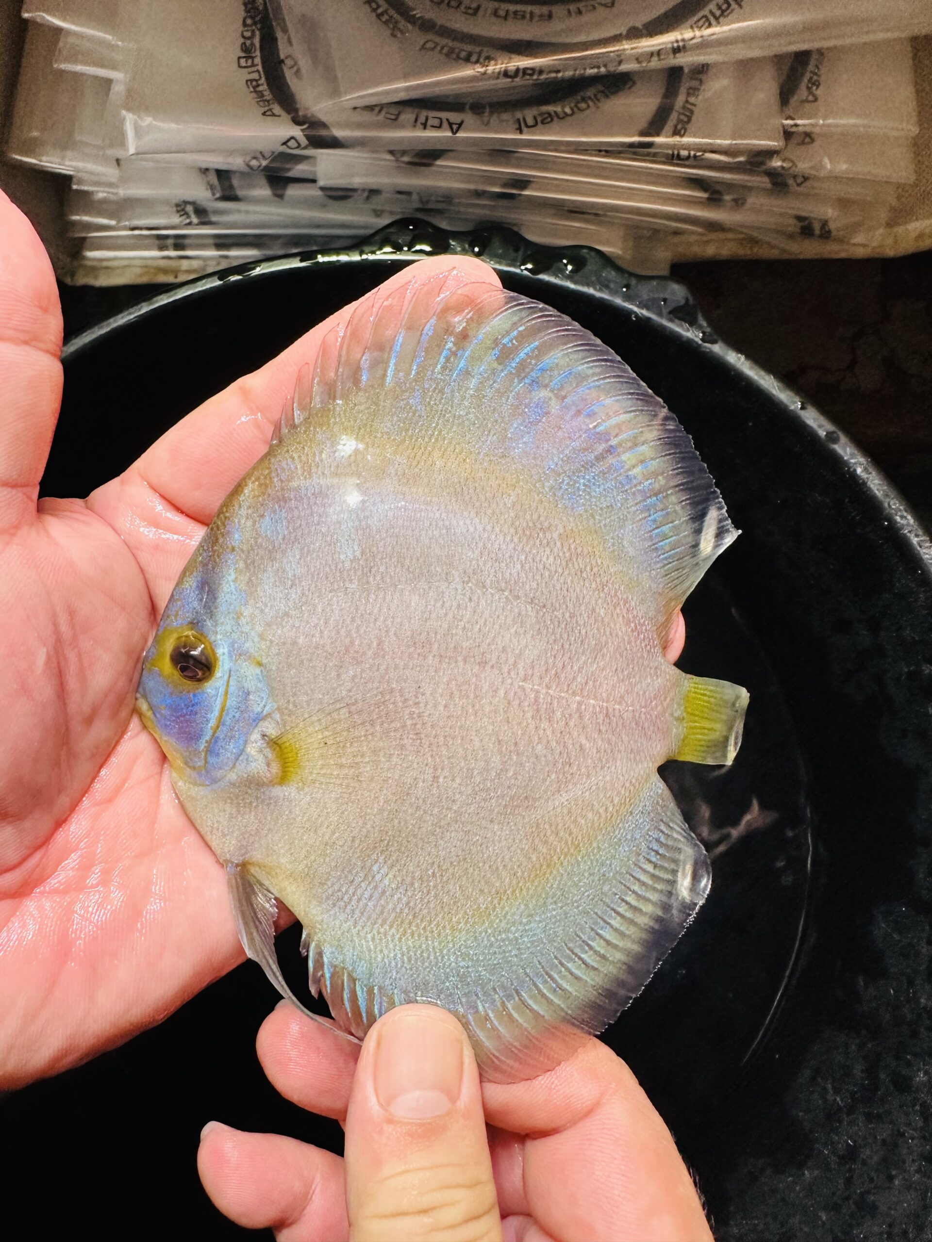 Blue Phantom 10/11cm BO - Image 5