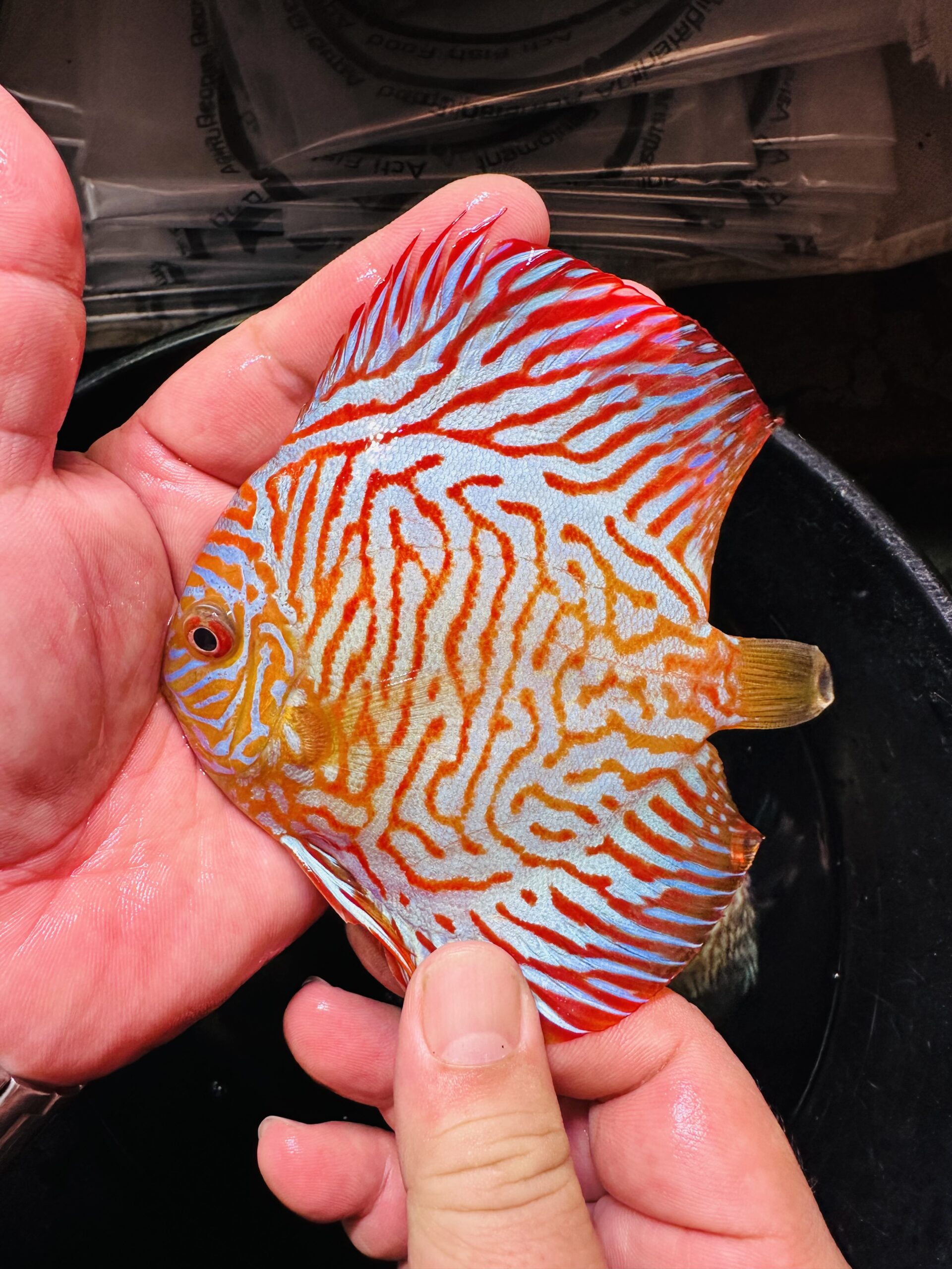 White Tiger 8/9cm BO - Image 2