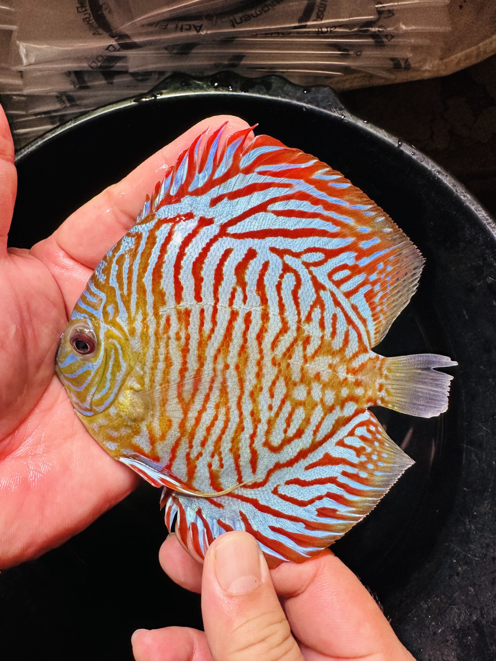 Red Tiger 10/11cm BO - Image 6