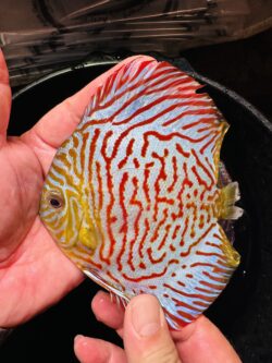 Red Tiger 10/11cm BO