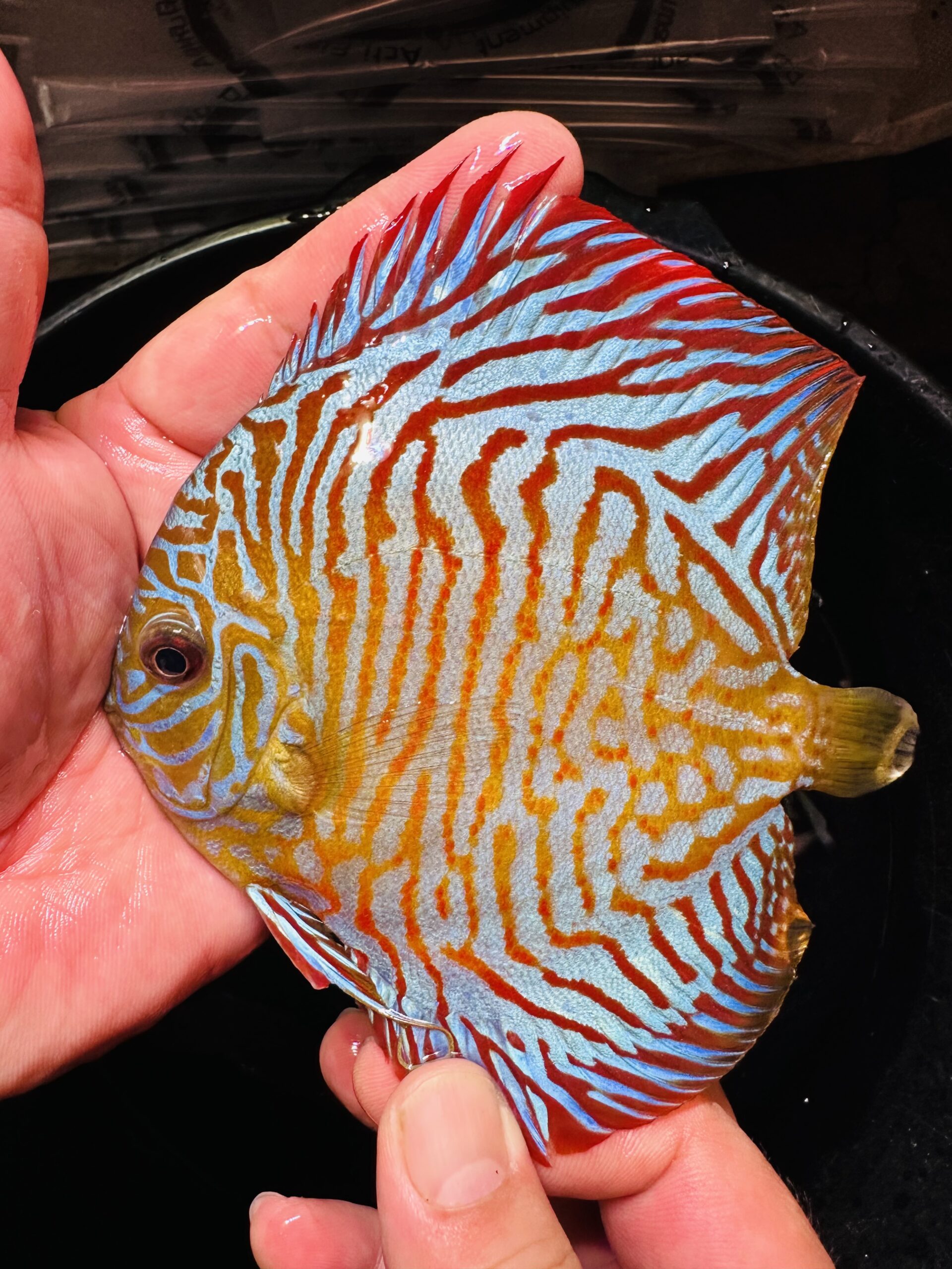 Red Tiger 10/11cm BO - Image 5