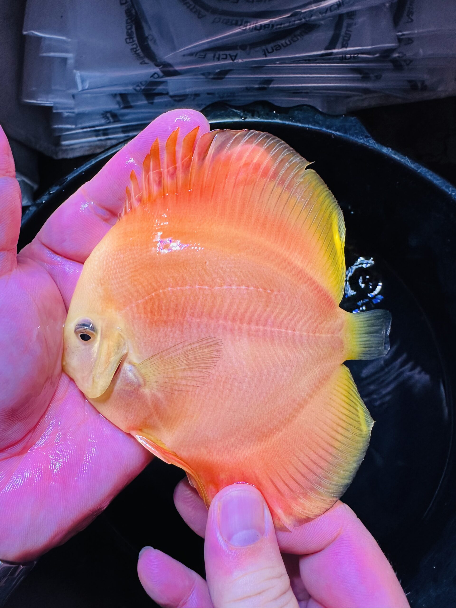 Golden Yellow 8/9cm BO - Image 5