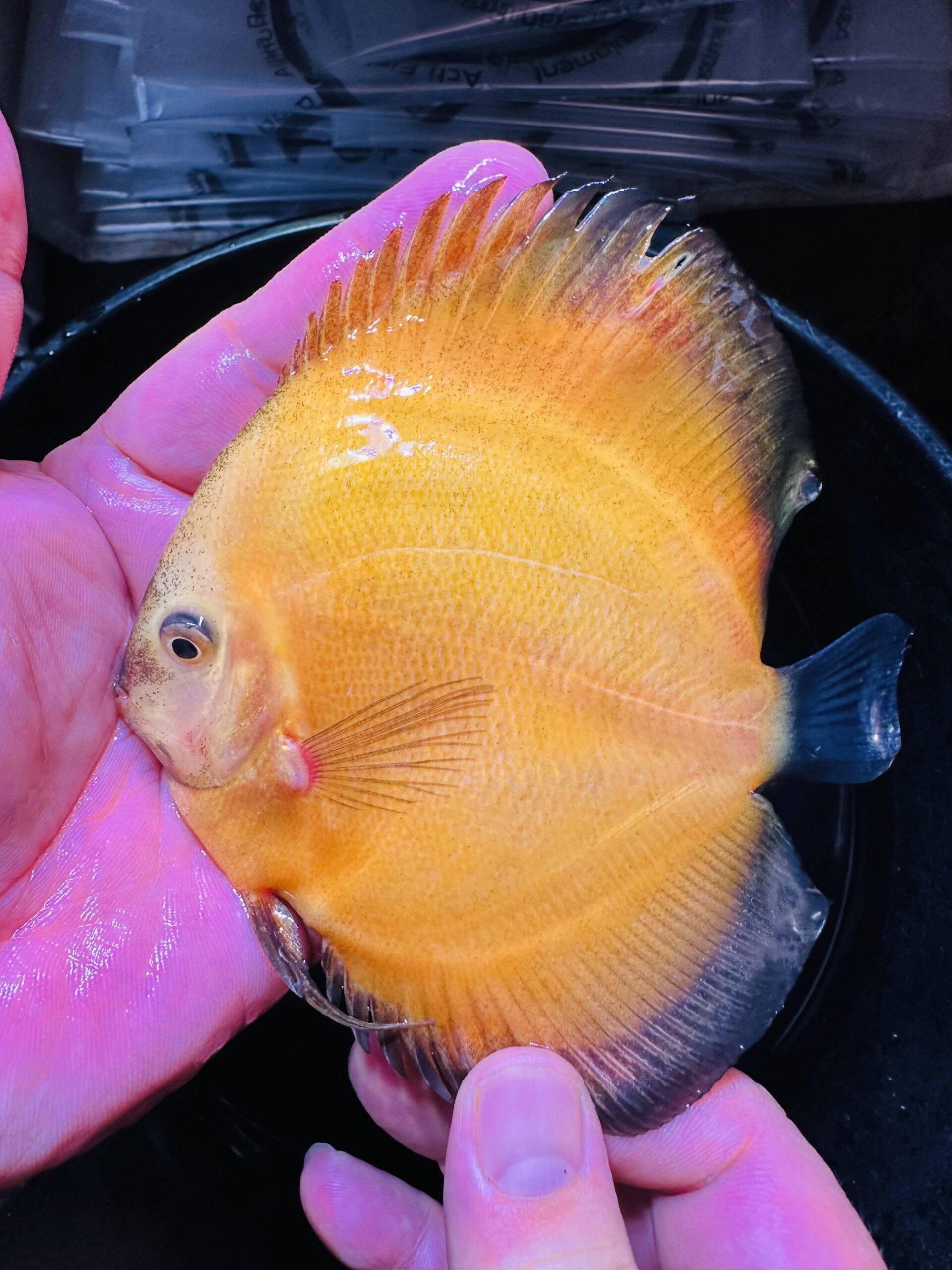 Golden Yellow 8/9cm BO - Image 2