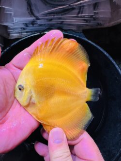 Golden Yellow 8/9cm BO