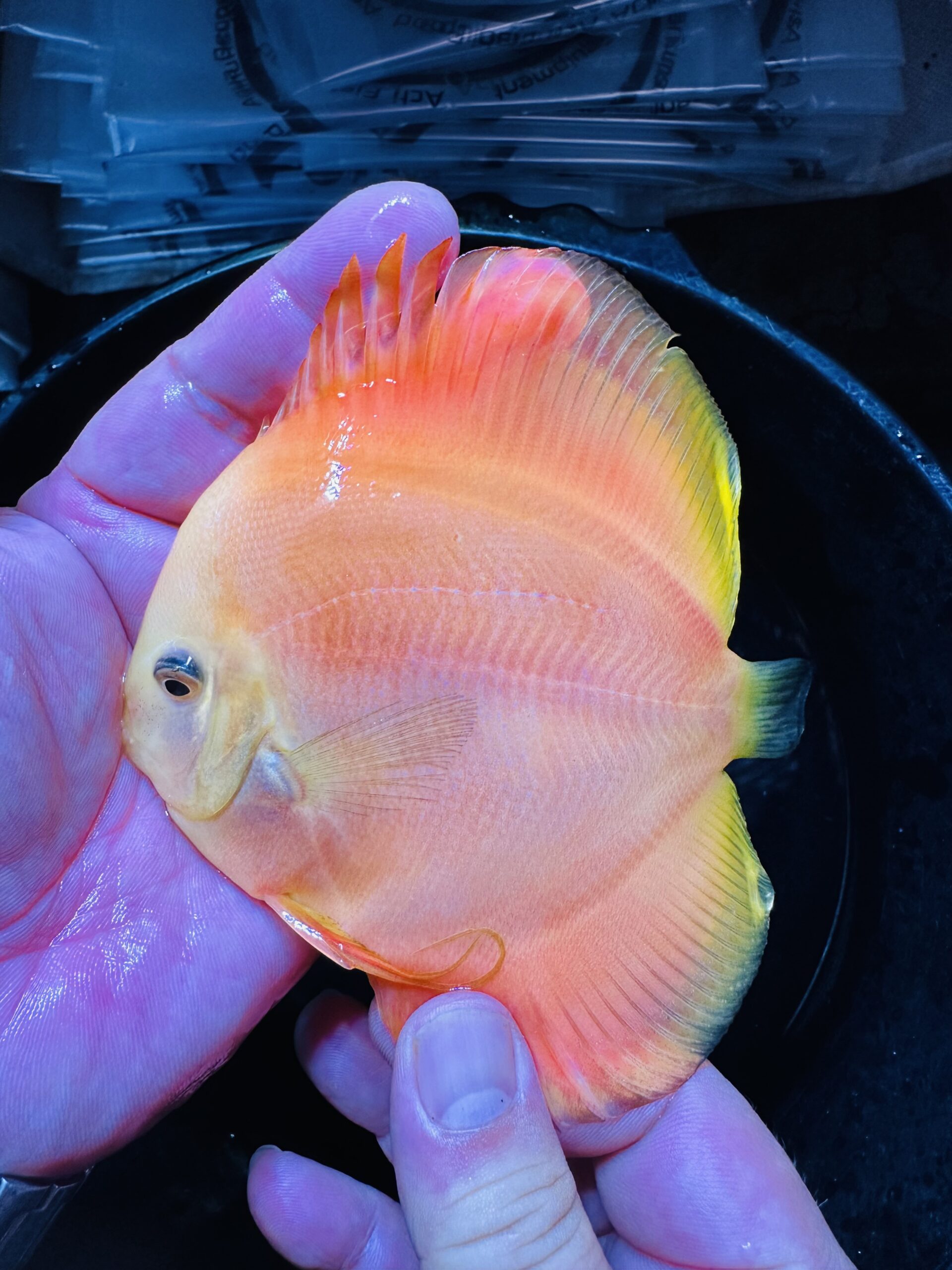 Golden Yellow 8/9cm BO - Image 4