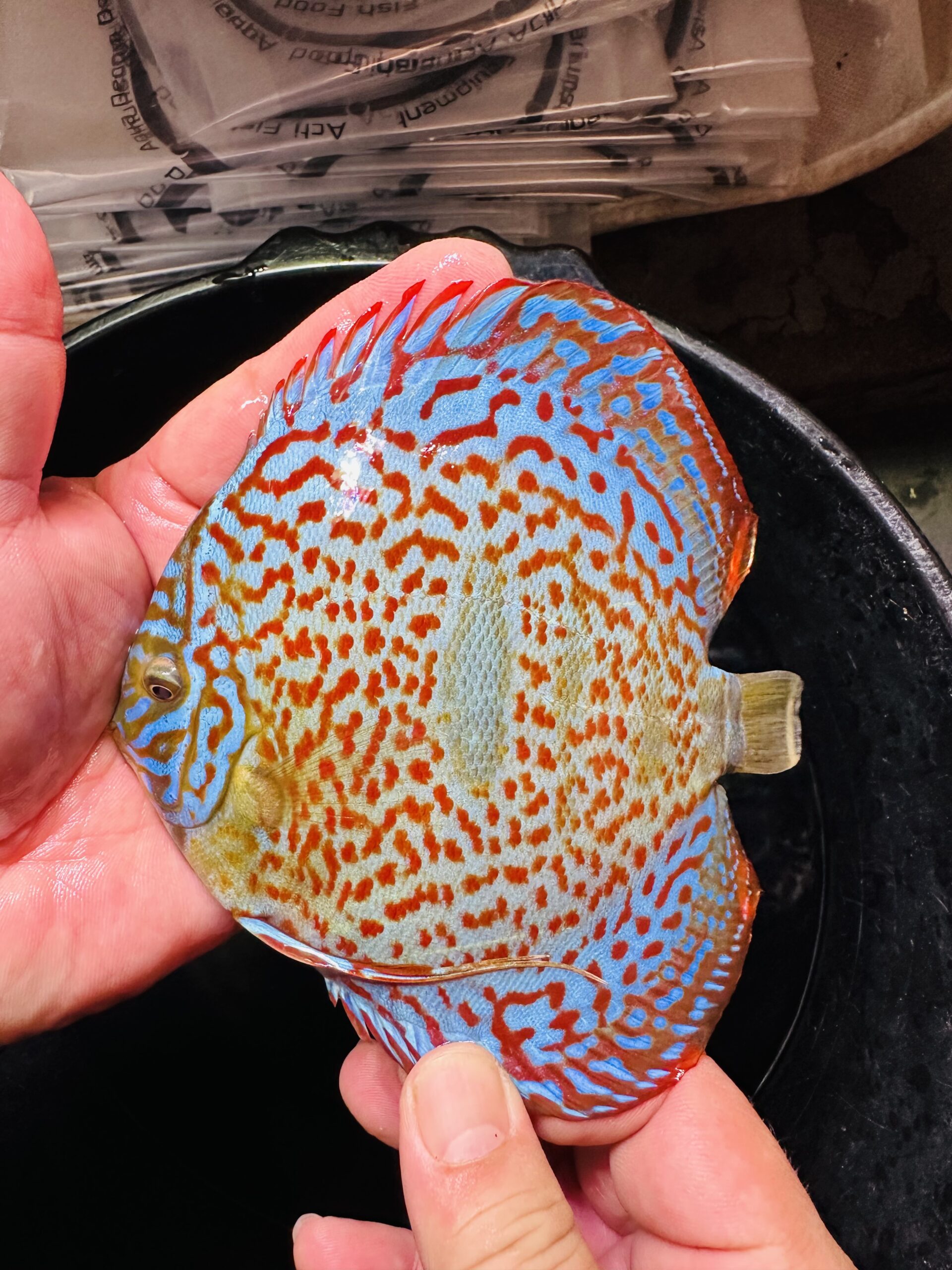 Heckel X Red 10/11cm BO - Image 5