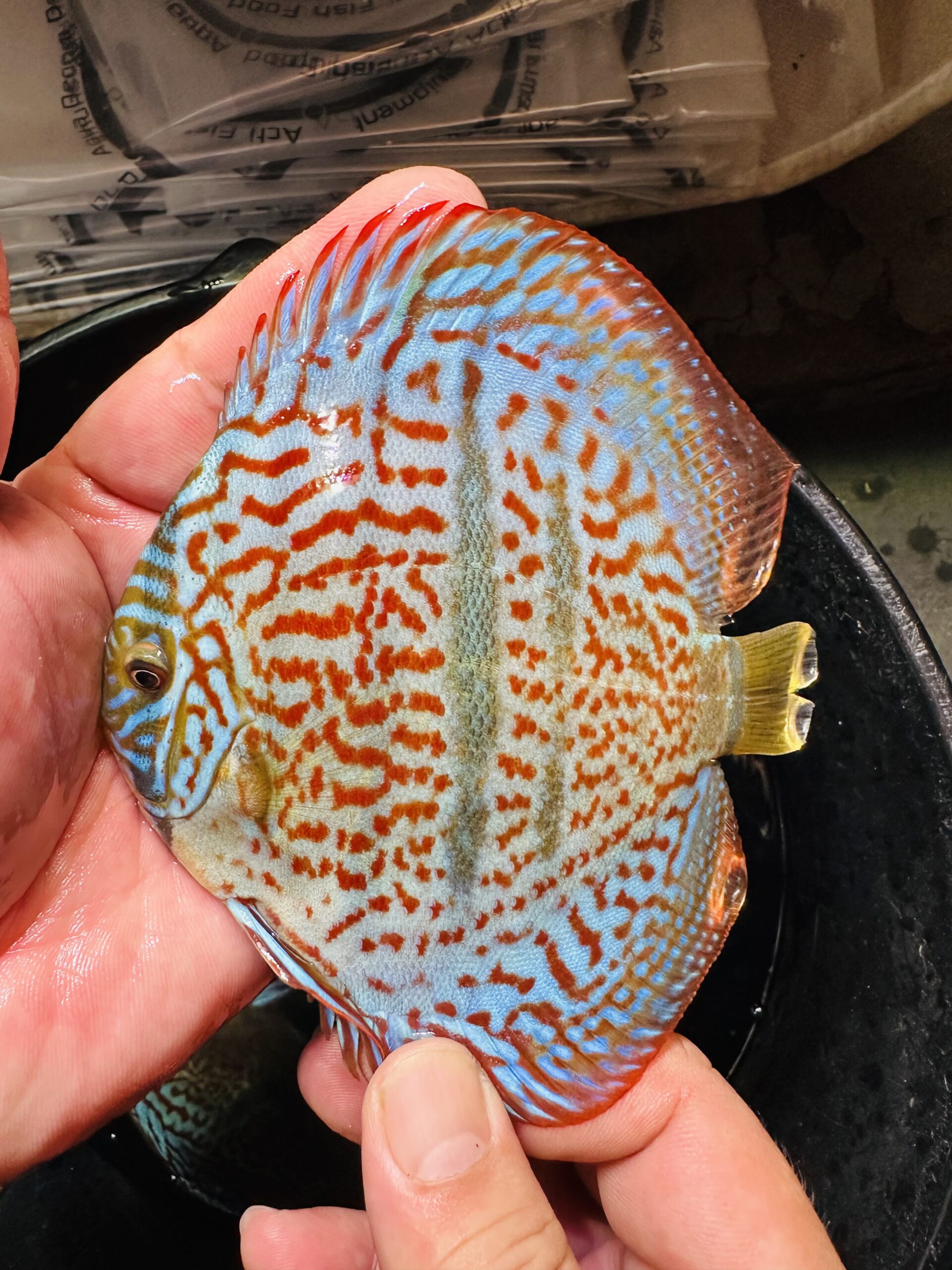 Heckel X Red 10/11cm BO - Image 3